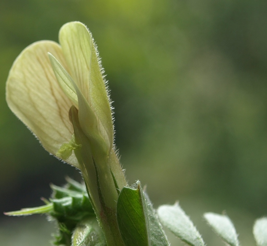 Vicia hybrida - [identification] Vicia_15