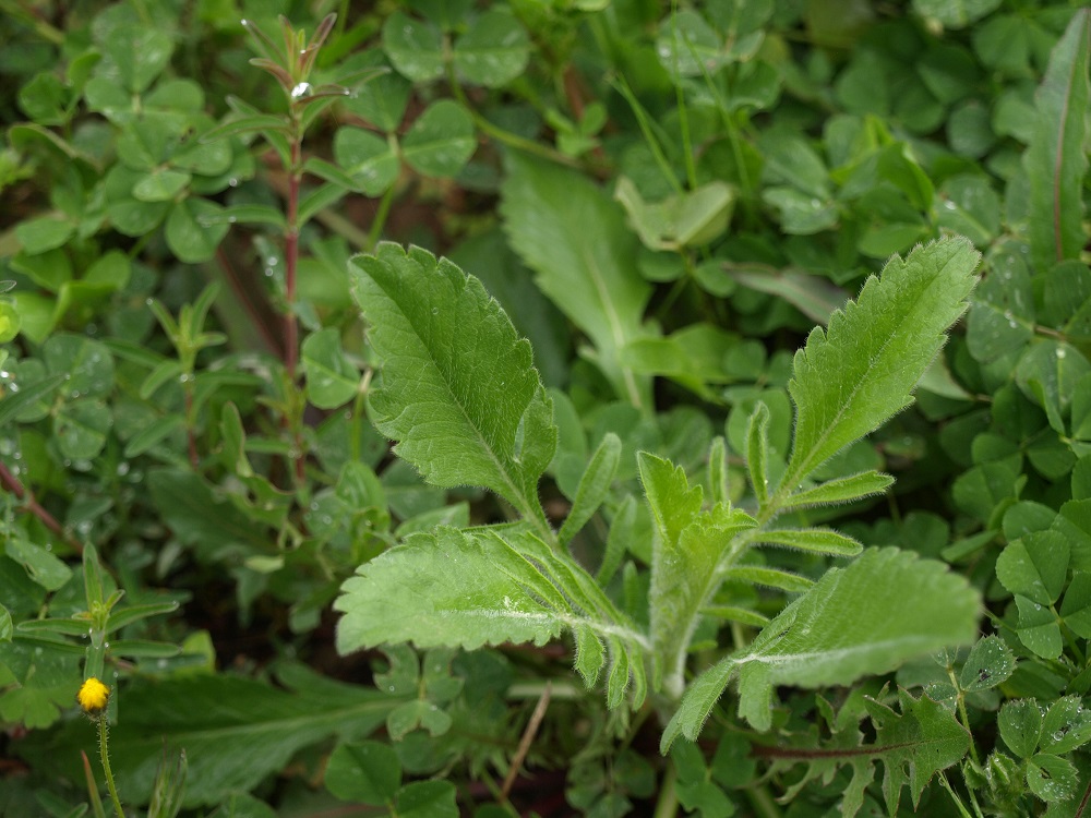 Scabiosa atropurpurea - [identification] X_jeun10