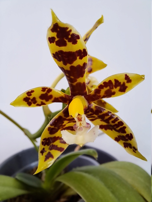 Phalaenopsis pantherina 20230812