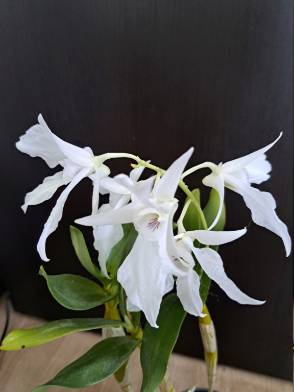 dendrobium johnsoniae 20230816