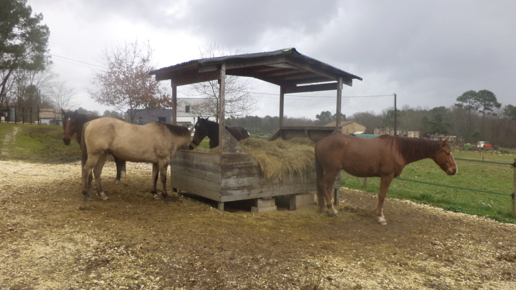 Django de Jelma, Eog et Irish de Cravans, hongres TF, adoptés par Axie et Sav (2017/8/20) - Page 13 Dsc08513