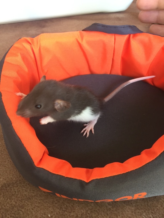 32 rats à l'adoption (Ile de France, covoiturages ok)  Babar_13