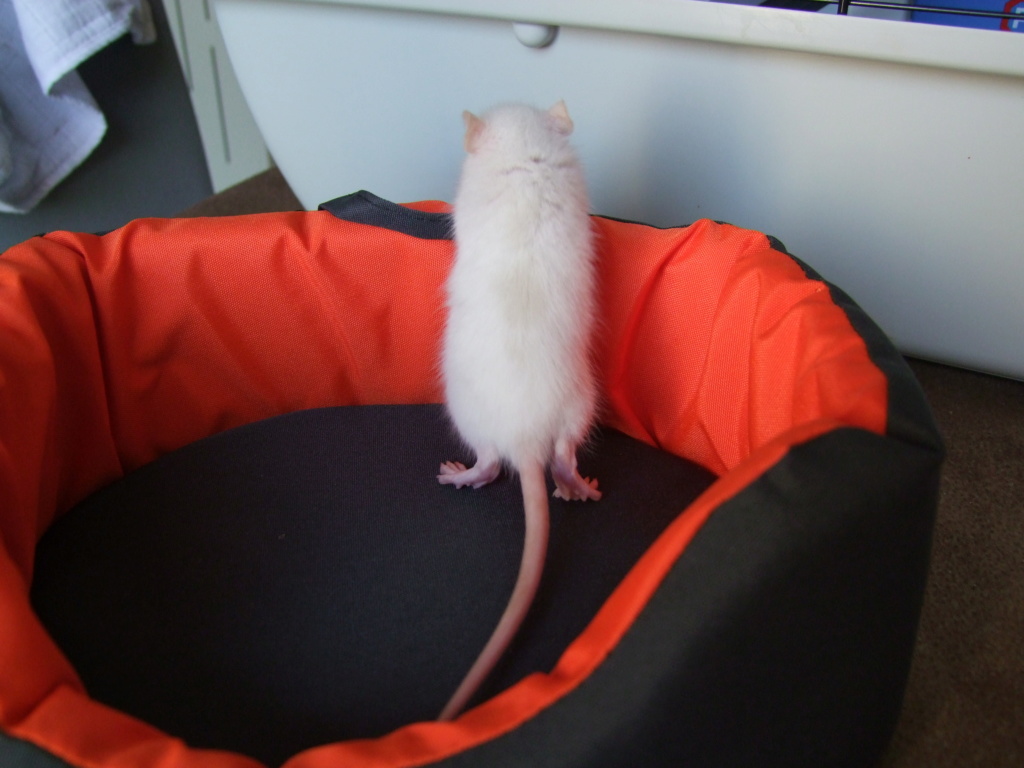 32 rats à l'adoption (Ile de France, covoiturages ok)  Carolu14