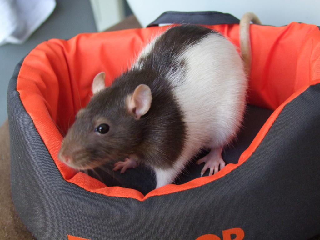 32 rats à l'adoption (Ile de France, covoiturages ok)  Peach_12