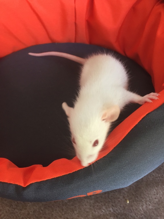 32 rats à l'adoption (Ile de France, covoiturages ok)  Pzoche13