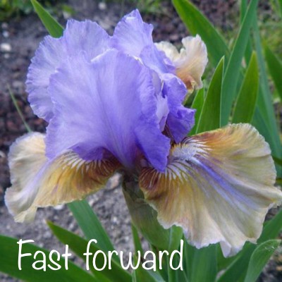 Ultimate - Iris Obsession 2020 - Page 11 4982b310