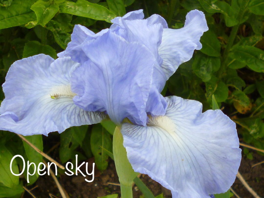 Iris Obsession 2020 - Page 11 500fa810