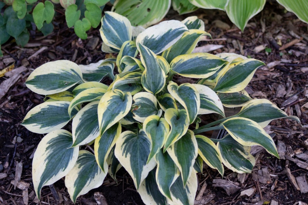 Guide d'identification: Hostas par photos 75125210