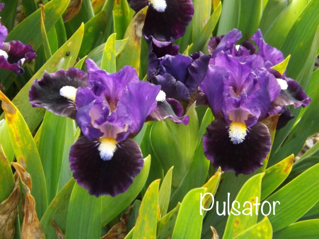 Ultimate - Iris Obsession 2020 - Page 12 88a85710