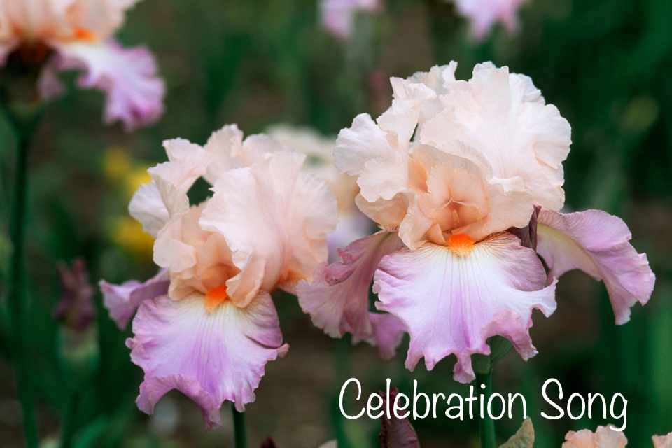 Ultimate - Iris Obsession 2020 - Page 11 9b8f8210