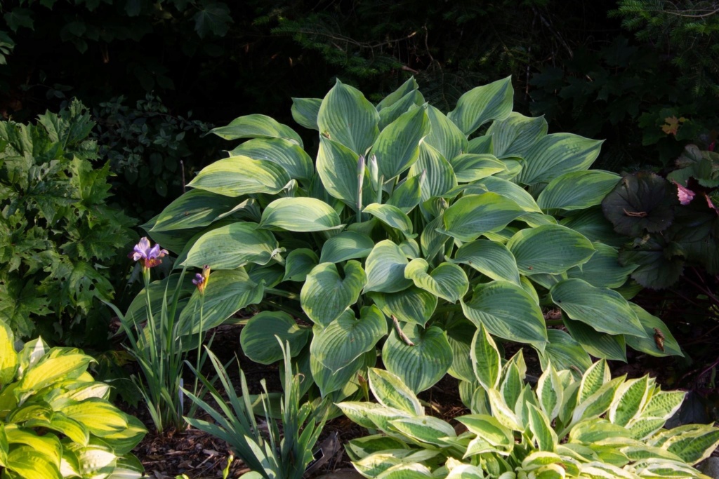 Guide d'identification: Hostas par photos C53b5f10