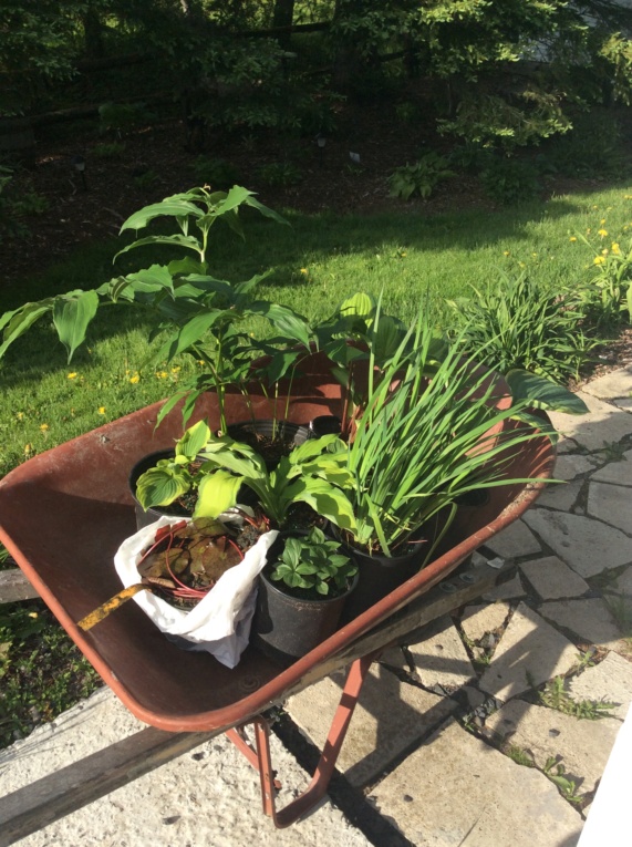 Guidouneries pour le jardin (2021) - Page 6 E3c6b610