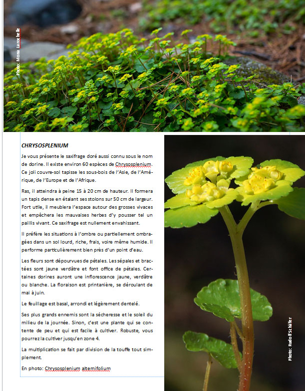 Plantes d'ombre - magazine - Page 17 Pagech10