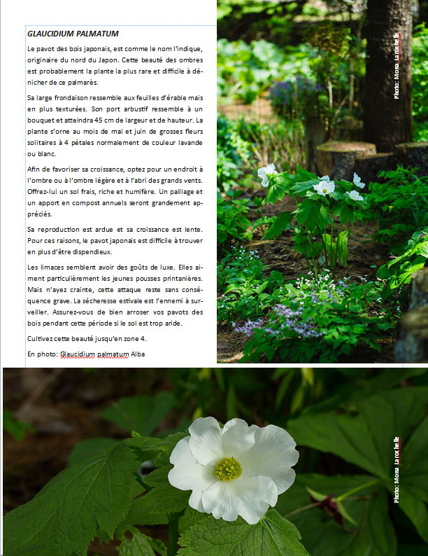 Plantes d'ombre - magazine - Page 15 Pagegl10