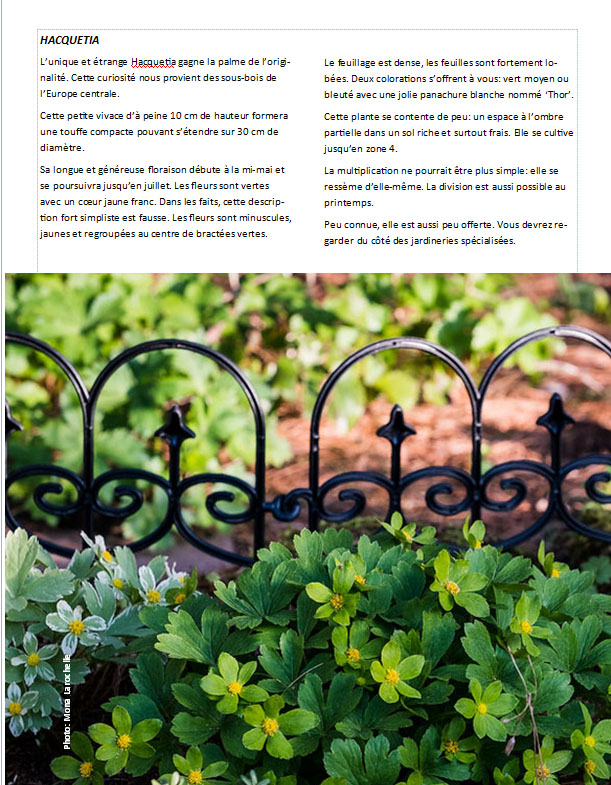 Plantes d'ombre - magazine - Page 17 Pageha10