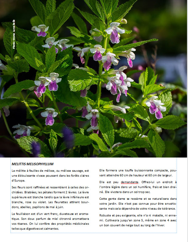 Plantes d'ombre - magazine - Page 17 Pageme10