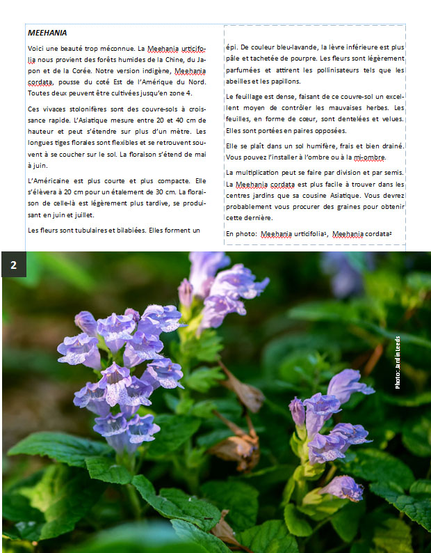 Plantes d'ombre - magazine - Page 19 Pageme11