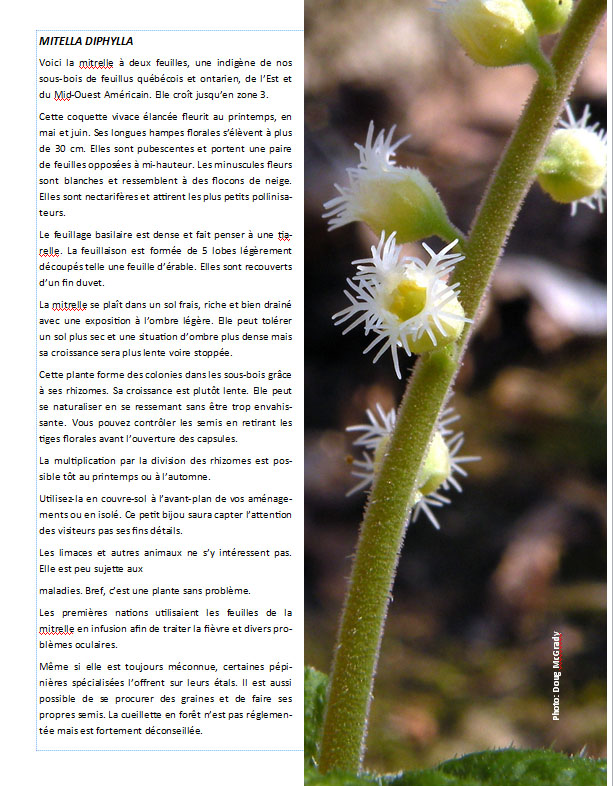 Plantes d'ombre - magazine - Page 19 Pagemi10