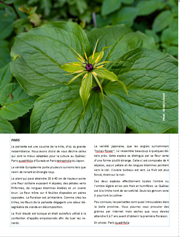 Plantes d'ombre - magazine - Page 18 Pagepa10