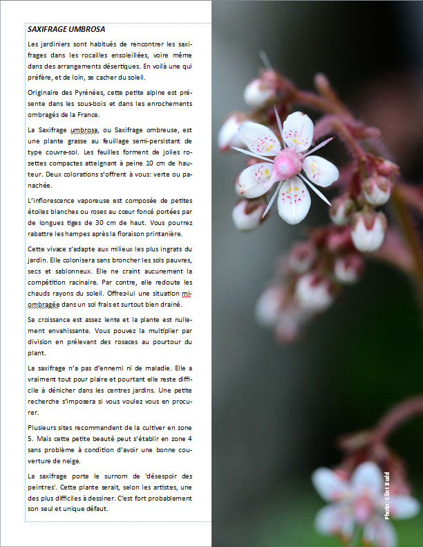 Plantes d'ombre - magazine - Page 15 Pagesa10