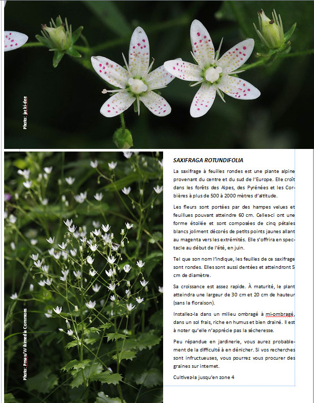 Plantes d'ombre - magazine - Page 18 Pagesa12