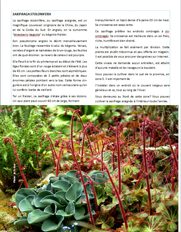 Plantes d'ombre - magazine - Page 18 Pagesa13