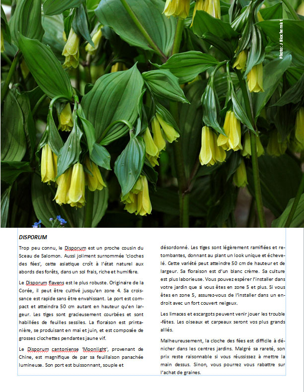 Plantes d'ombre - magazine - Page 16 Pagesd10