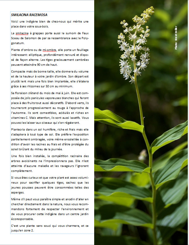 Plantes d'ombre - magazine - Page 15 Pagesm10