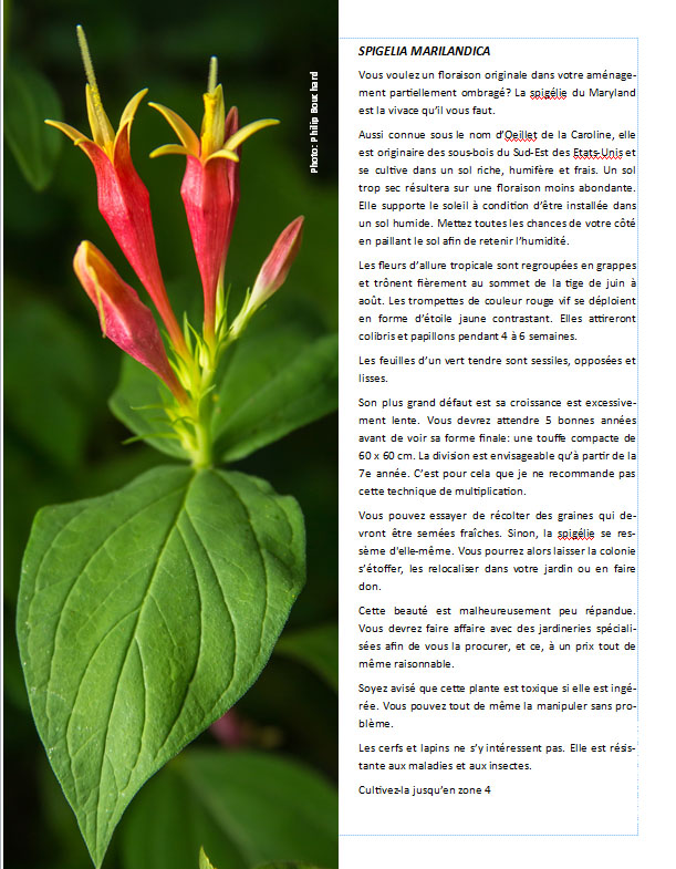Plantes d'ombre - magazine - Page 17 Pagesp10