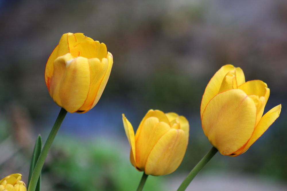 Dans les appalaches avec Marron 2022 Tulipe14