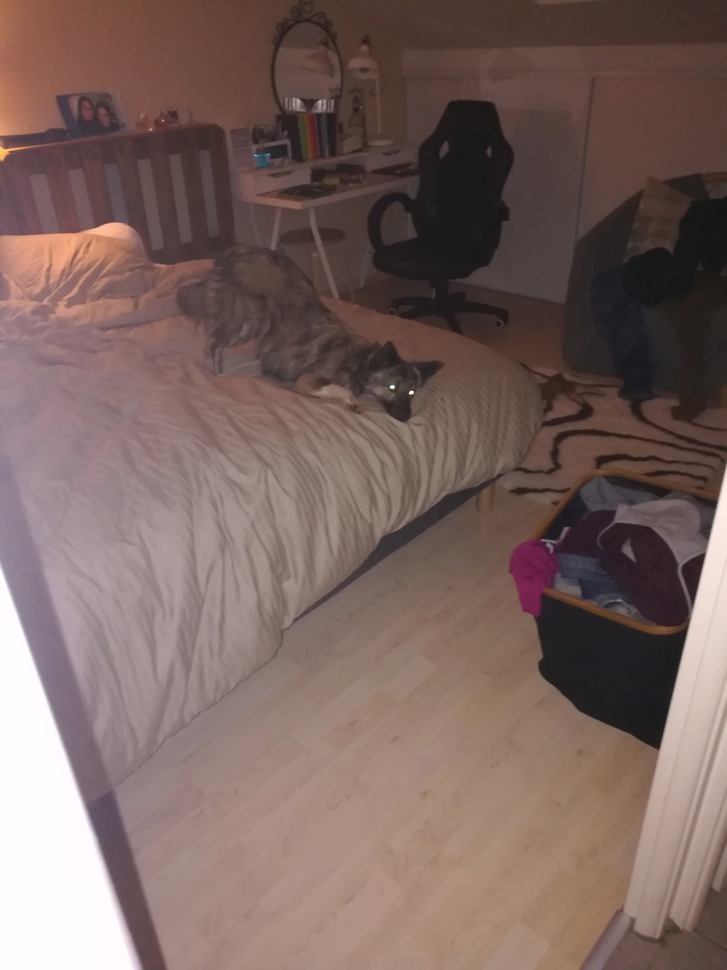 SYGRID (ex VALHALLA) - femelle croisée de taille petite à moyenne adulte, née environ en mai 2017 (PASCANI) - REMEMBER ME LAND - Adoptée par Mélissa (38) - Page 3 Img_2017