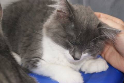 Petit Louis Chaton Europeen Gris Et Blanc Poil Mi Long Ne Le 25 03 19
