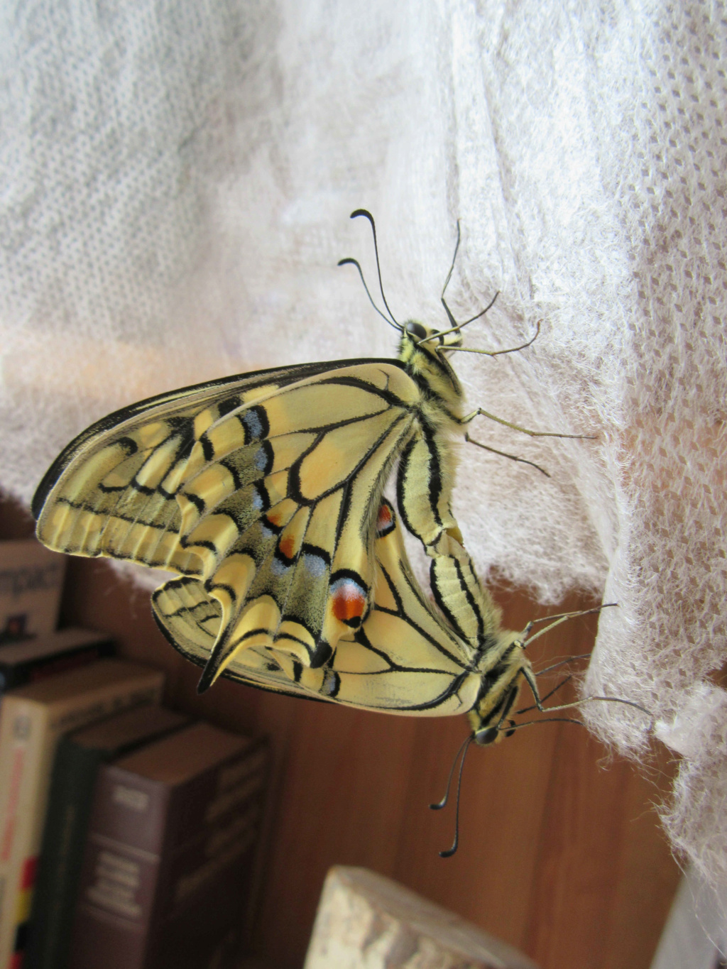 [CLOS ]Propose oeufs Papilio machaon Img_0110