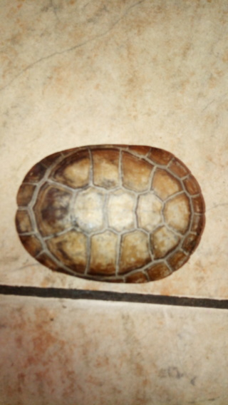 tortue trouver urgent Img_2013