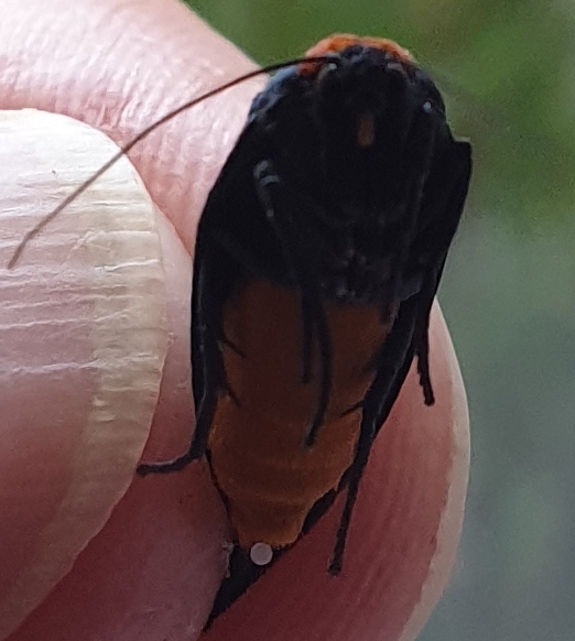 Identification papillon  20220611