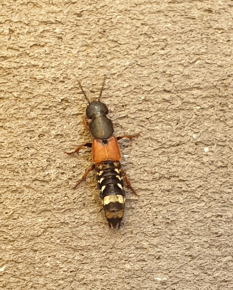 [Staphylinidae] Identification insecte . 20220821