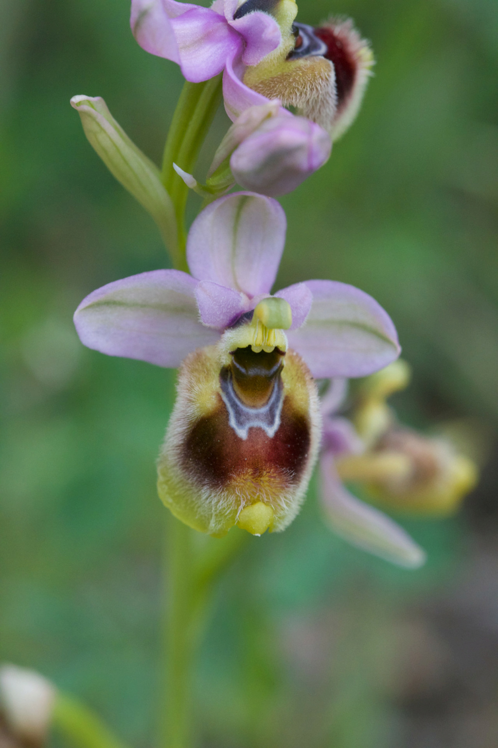 Ophrys neglecta en Sardaigne 2023-011
