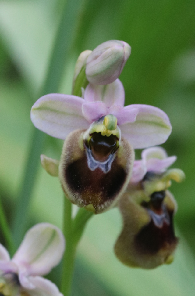 Ophrys neglecta en Sardaigne Ophrys11