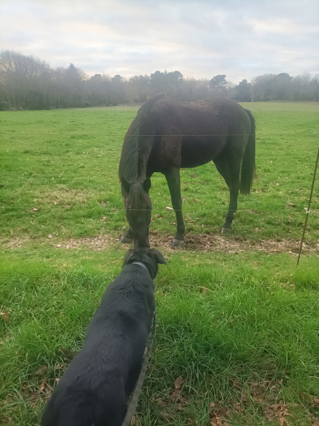 LOUTTE - LOUTTE - femelle, de grande taille - née environ en février 2015 - REMEMBER ME LAND - en FA chez Alexandra (56) - adoptée par Pascal et Nathalie (29)  - Page 6 Img20267