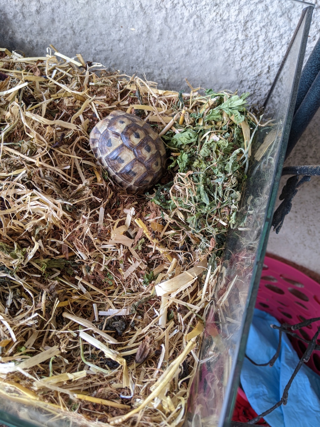 Identification petite tortue femelle  126e7510