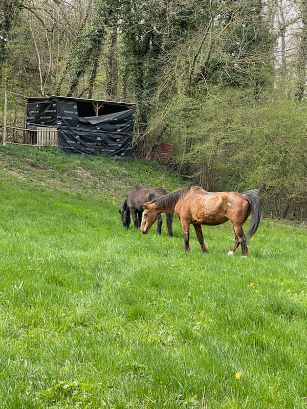 01 - FRANCHELEINS 28-03-2023 Deux juments maigres Img-2010