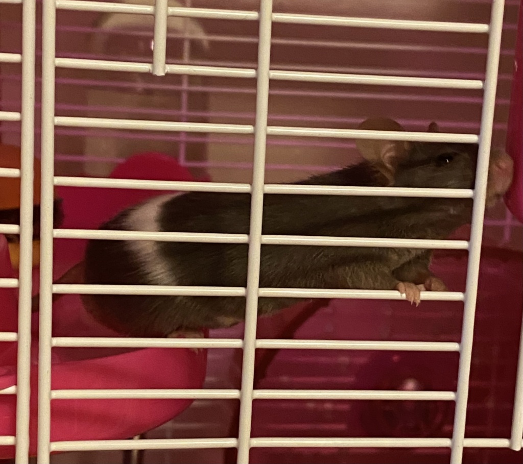 Hello from Potato and his new family Img_0910