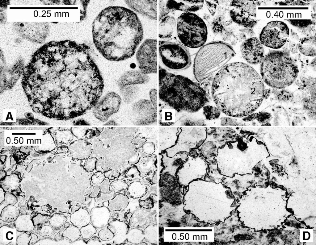 Impact # 1054 microspherules précambrien Barberton  Zenigm14