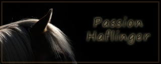 Passion Haflinger