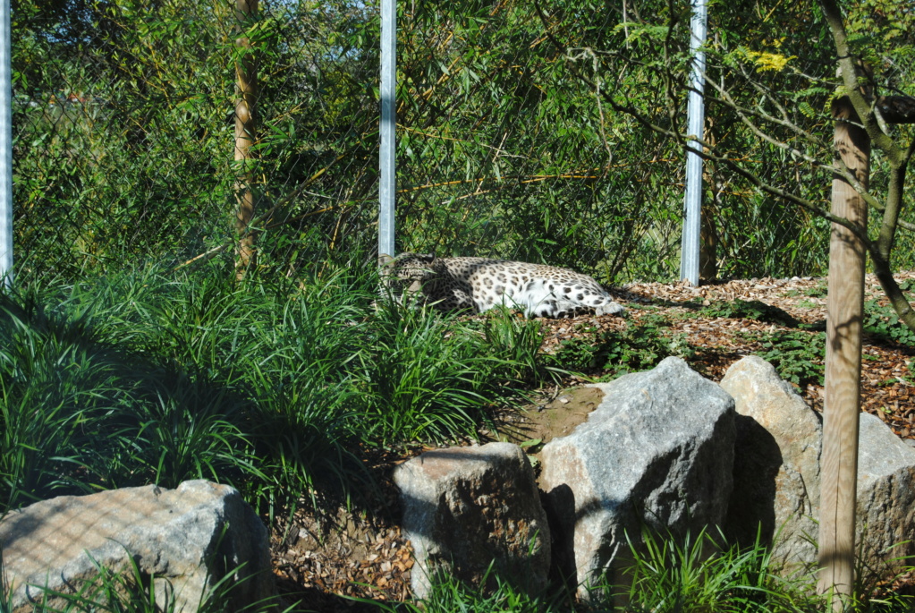 Visite au zoo de Champrepus en septembre 2020  Dsc_0083