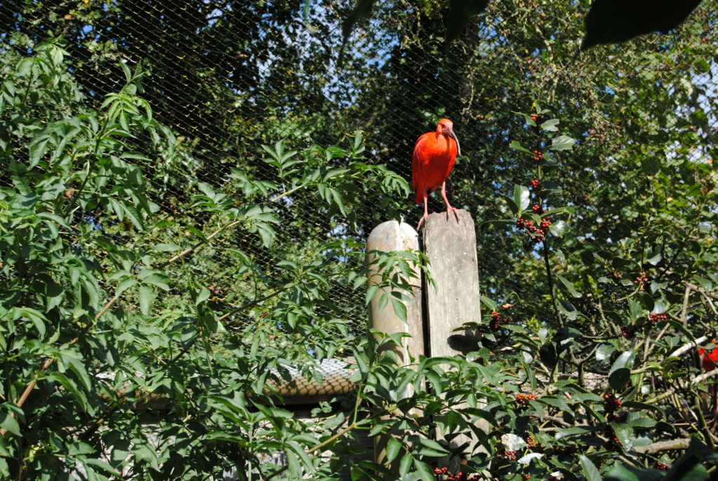 Visite au zoo de Champrepus en septembre 2020  Dsc_0088
