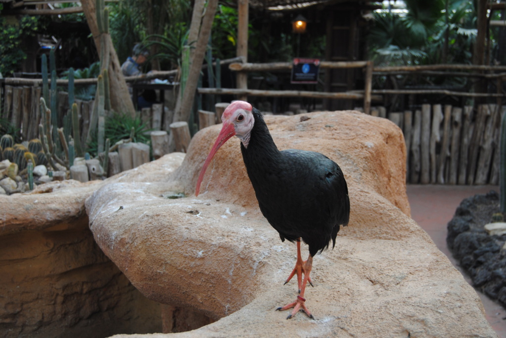 Visite au zoo Pairi Daiza (septembre 2021) Dsc_0108