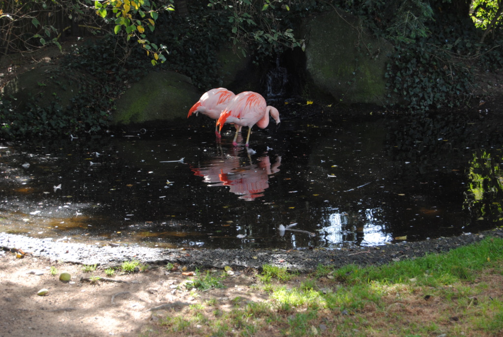 Visite au zoo de Champrepus en septembre 2020  Dsc_0120