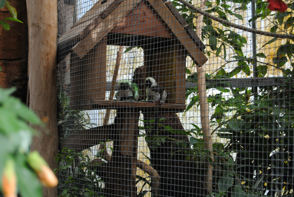 Visite au zoo Pairi Daiza (septembre 2021) Dsc_0141