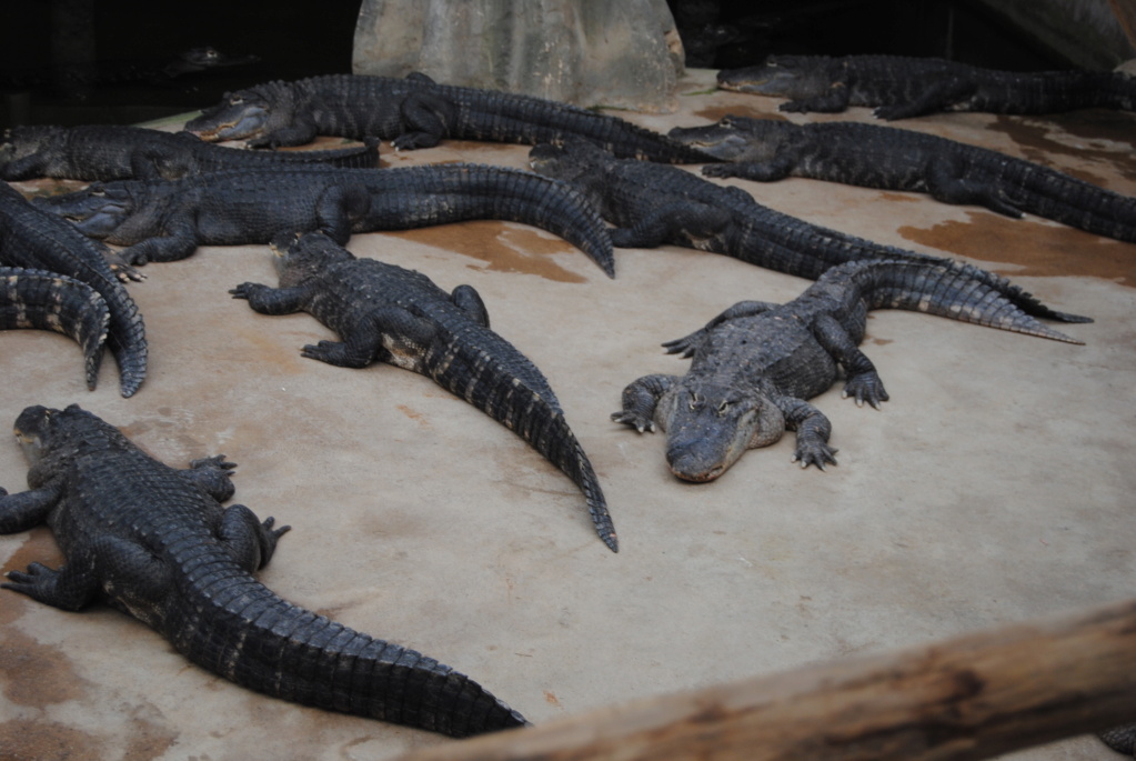 Visite à Alligator Bay  Dsc_0212